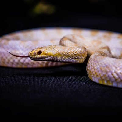 votkasky's profile picture. 