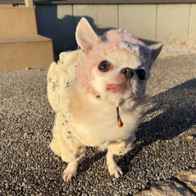 cocoshan0329's profile picture. 5歳スムースチワワ🐶🚺✩本当の名前は『ここ』です❣️ずっと👅出てます❣️皆様よろしくお願いします✨✨