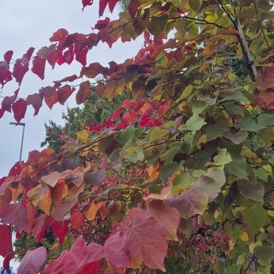 BiljanaAmbrosia's profile picture. 