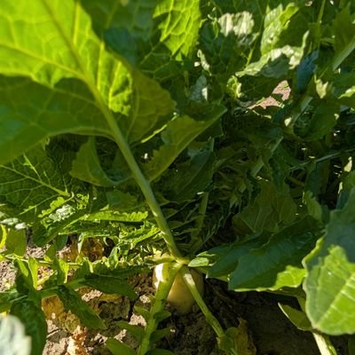 t_fuse's profile picture. 一生食い道楽をつらぬこうと思ったら、耕すしか道はなかった