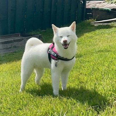 white_snow0228's profile picture. 2020.2.28🎂♀🐶 前のアカウントにログインできなくなったので、新しく作り直しました💦   @white_snow228