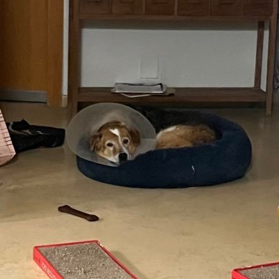 IsraeliEfrat's profile picture. 7th generation Safed Galilee. For us the "NAKBA" is when we were saved from a sure death. #proudzionist 🇮🇱 🇮🇱.