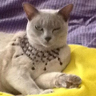 PriyamvadaGopal's profile picture. Writes. Professes. Opines.

"Appallingly woke maniac"--The Telegraph.