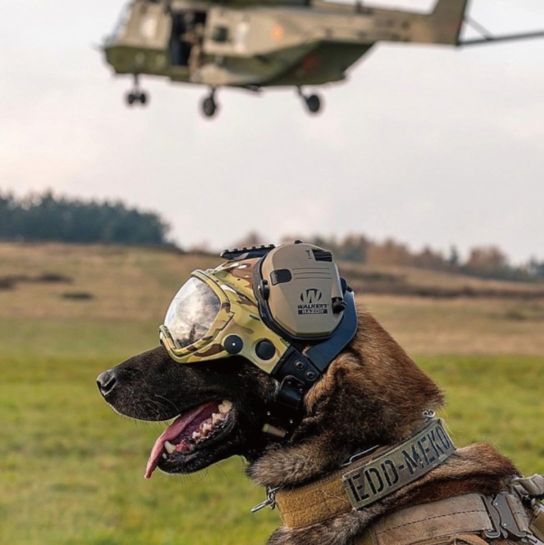 Tuchkuji's profile picture. 