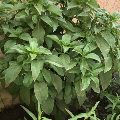 saleh_zhrane's profile picture. سبحان الله والحمدالله(تابعني اتابعك)🌻