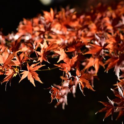 N_Toumine's profile picture. 写真撮ったり旅行したり歴史の勉強(中世から近現代政治史まで)をしたり。あと関東史とか太田道灌とか。銀英伝とか。たまにリアルに出てきます。北関東と南東北が好きです。浦和レッズ。法律を学んで金融に進んだものの今は全然違うことをしている男。アイコンは間々田八幡の紅葉、ヘッダーは巾着田の曼珠沙華