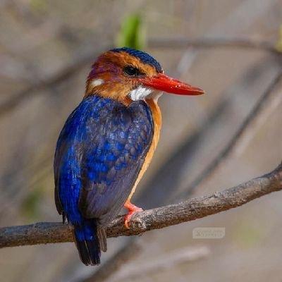 ConMamm68882913's profile picture. 