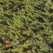 AttheGreenPath's profile picture. DAIHATSU涅槃