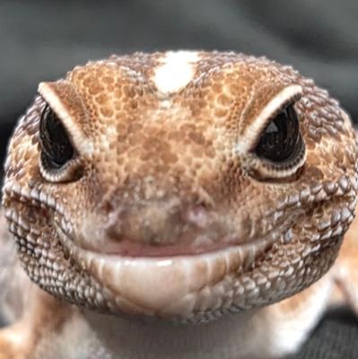 hachuOomary's profile picture. 爬虫類多めなんでも垢(ㅎ.ㅎ 仲良くしてくれると嬉しいです⸜( ◍´꒳`◍ )⸝