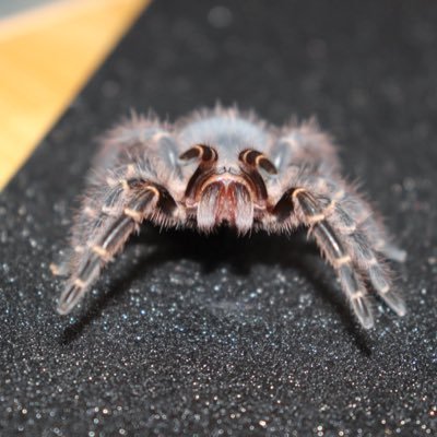 tsubame816's profile picture. @AIIROTSUBAME_ 趣味垢 ----------------------------生き物関係のみフォローしてます