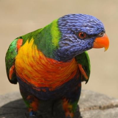 kururu6966's profile picture. ソフトウェアエンジニアやってます