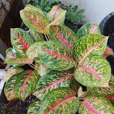 Fanfan797979's profile picture. 