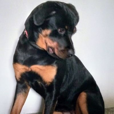 YraidaVelazquez's profile picture. ¡Docente de Profesión, Fanática 100% de Los Gloriosos Leones del Caracas!