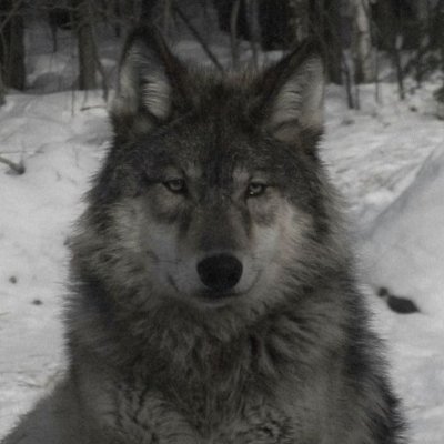 hakikatsizler's profile picture. OSINT researcher for @mintelworld