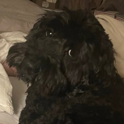 RandiLevin1's profile picture. 