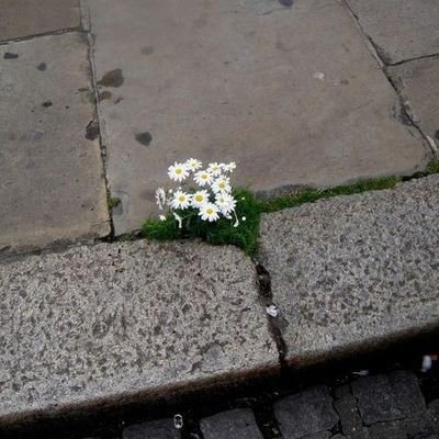 pascalisqueer's profile picture. fan account of pedro pascal | yapping about movies, anime, and music i like | mdni