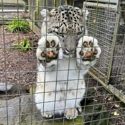 nucleardolly's profile picture. 23 🏳️‍⚧️ she/it