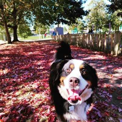 m_chikki's profile picture. 20~ years of Palestinian armed resistance financing and resourcing.
Confront American terrorism and supremacy in your own country if you value your sovereignty.