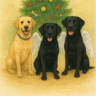 PADSk9Merlot's profile picture. Retired Accredited Facility Dog. I worked at the Regina Police Service, supporting children & vulnerable adults who were victims & witnesses to crime & trauma.