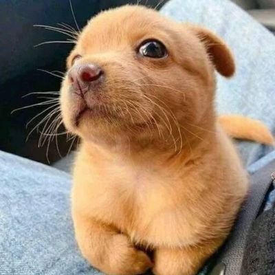 DongchooOh's profile picture. 이재명 과함께  Great korea .  이대로 쭈욱 100년.
민주당원