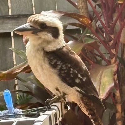 MendotaMarkH's profile picture. 🔸Retired🔸Director, CEO🔸Banker/Finance🔸NFP Leadership🔸Military History🔸Travel🔸Coffee🔸Wallabies🔸Grandpa🔸