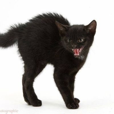 nosferatugoiano's profile picture. é deus no céu e eu no inferno