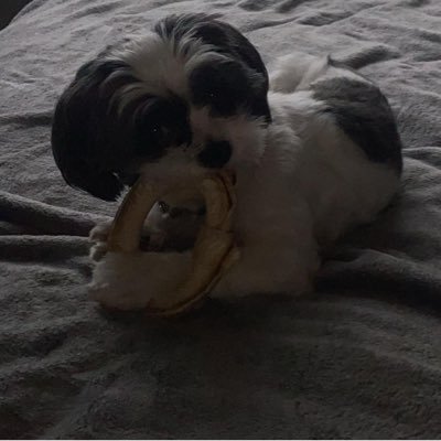 xtrememay's profile picture. savage 🐶😘!!