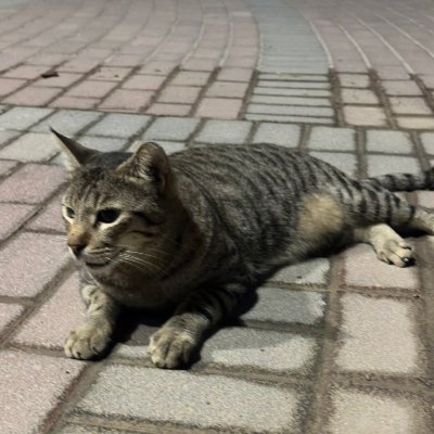 ivline70's profile picture. @blockchainatYU 14th Membrer, 16th President | @with_blockmedia Research Intern |