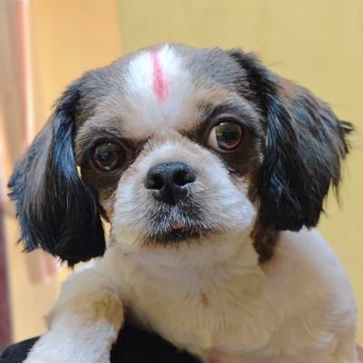 rakthapija60938's profile picture. 