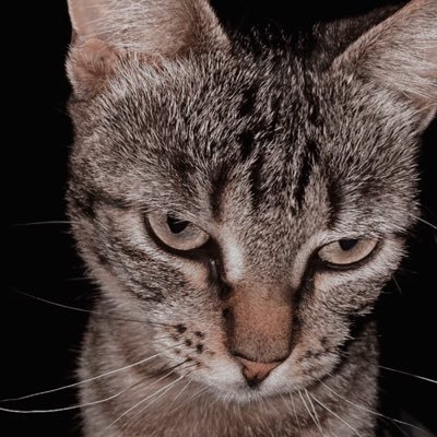 jaredloreal's profile picture. ciências sociais - ufpel | infelizmente sulista