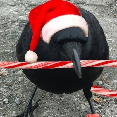 Rothbirdian's profile picture. Free stater, resident tradslut, kitchen hitler