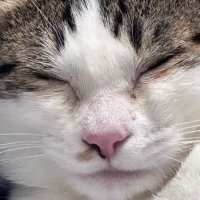 ☁️구름이☁️ (@gurrrmizip) 's Twitter Profile