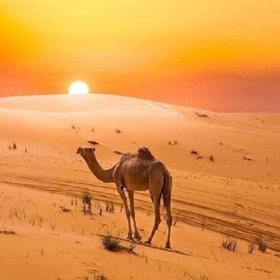 iSunilsBishnoi's profile picture. “हिंदू”🛕“सनातनी”🚩

॥कृष्णं सदा सहायते॥🧘‍♂️

⚜RT≠Endorsements.🙏