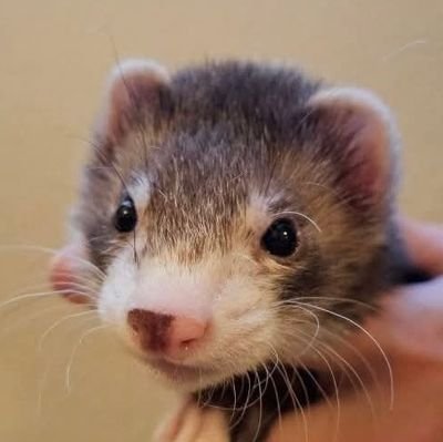 FerretPosting's profile picture. It's Shaye 🦦 Ferret Rescue | Exotic VetMed | Animal Advocacy 🐾 #ferret #フェレット 📷 Fujifilm X-T50 🏠: @ferretslive