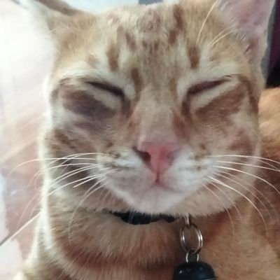 iluvNongWilliam's profile picture. 