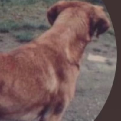 shi72233's profile picture. human