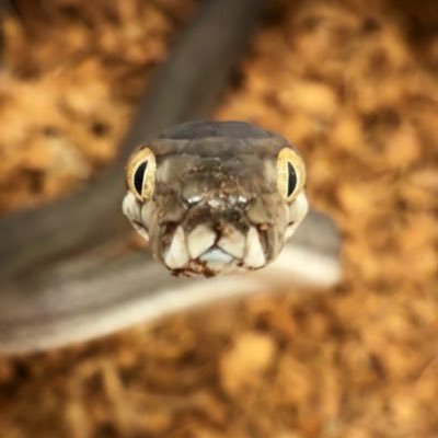 Nicos_ARK's profile picture. ⚔️はちゅってるアカ⚔️