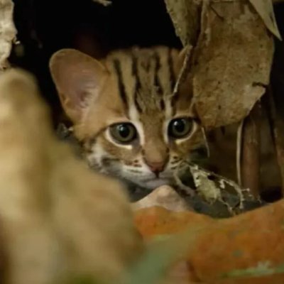 kombdivade's profile picture. competitive programming and baddie loving