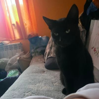 AmnesssiaHaze's profile picture. 