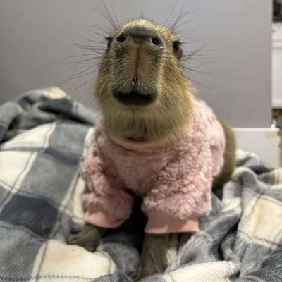 democcaroine's profile picture. #AllEyesOnSumatra