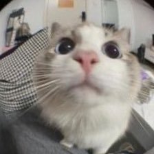 mmuun_o's profile picture. 🐈‍⬛🐈