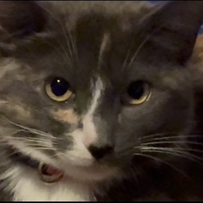 Mousymew's profile picture. I am baby mouse little sister of @fortnitemew
