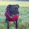 Kezkezbezbezomg's profile picture. My name is Bella, and i'm a 7 year old Brindle staffie girl. I love people, kisses, belly rubs and long walks. My mummy runs this account. Be kind always. 💕