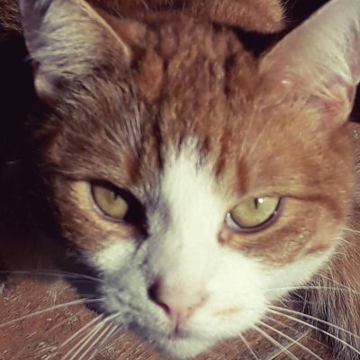 luijks_j's profile picture. 