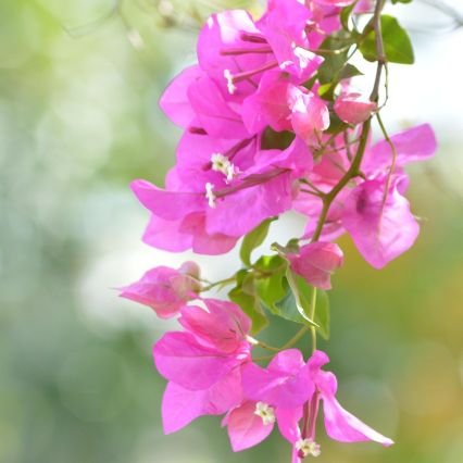 CharlnePie2086's profile picture. LLM /

Southern 

 /

Volunteer