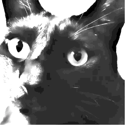 maobushi's profile picture. programmer