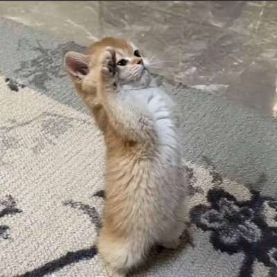 Chainzzz13's profile picture. 