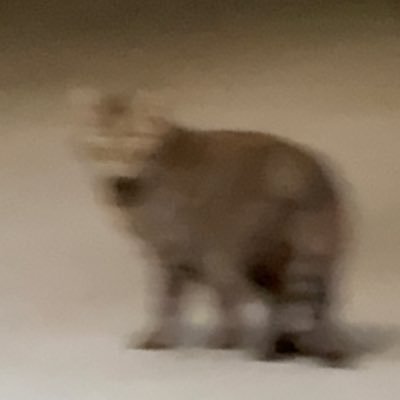 n0suk9's profile picture. 𝑻𝒊𝒎𝒆 𝒇𝒍𝒊𝒆𝒔. / 早稲田基幹B1 / 多言語話者🌎 / バストロンボーン奏者🎶 / ゲーム🎮 / 仏検3級🇫🇷 / 𝔸𝕤𝕡𝕖𝕣𝕘𝕖𝕣 / 勉強中▶︎🇯🇵🇫🇷🇬🇧🇮🇹🇷🇺🇳🇴