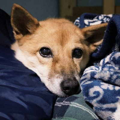 SHSFG6's profile picture. 各位好，叫我澄林或伊洛斯都行。
興趣使然開始嘗試直播作為遊戲生活紀錄，如果內容能讓你會心一笑或感到有趣與放鬆，那是我的榮幸。
MBTI-INFJ-A
FF14推薦碼：YSM3967