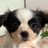 serothedog's profile image